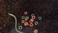 Jangan salah sangka, benda panjang mirip ulat daun ini ternyata merupakan sereal Froot Loop yang salah cetak. Foto: Site/BuzzFeed