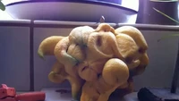 Mrip seperti gambaran monster di film dan animasi, buah lemon ini strukturnya seperti tarantula. Foto: Site/BuzzFeed