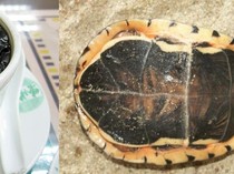 5 Makanan Ekstrem dan Aneh dari China Ini Bikin Mual