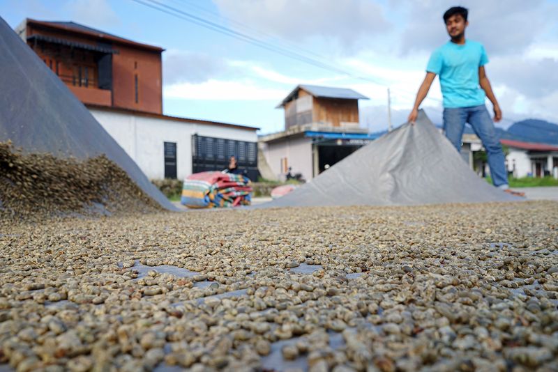Pekerja mengangkat biji kopi arabika Gayo yang dijemur di Desa Mongal, Kecamatan Bebesen, Kabupaten Aceh Tengah, Aceh, Rabu, (31/1/2024). Warga kopi Arabika sejak dua pekan terakhir turun dari Rp16 ribu per kilogram menjadi Rp14 ribu per kilogram biji kopi basah, biji kopi mentah (green bean) turun dari Rp105 ribu per kilogram menjadi Rp98 ribu per kilogram, sedangkan untuk gabah kopi turun dari Rp53 ribu per kilogram menjadi Rp49 ribu per kilogram yang disebabkan fluktuasi harga kopi global dan suplai kopi di pasar tinggi. ANTARA FOTO/Khalis Surry