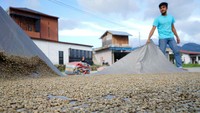 Warga melakukan penjemuran biji kopi arabika Gayo di Desa Mongal, Kecamatan Bebesen, Kabupaten Aceh Tengah, Aceh, Rabu, (31/1/2024).