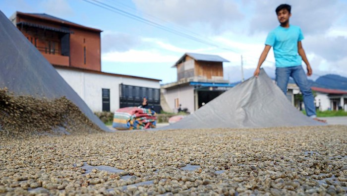 Harga Kopi Arabika Gayo Turun Pekerja mengangkat biji kopi arabika Gayo yang dijemur di Desa Mongal, Kecamatan Bebesen, Kabupaten Aceh Tengah, Aceh, Rabu, (31/1/2024). Warga kopi Arabika sejak dua pekan terakhir turun dari Rp16 ribu per kilogram menjadi Rp14 ribu per kilogram biji kopi basah, biji kopi mentah (green bean) turun dari Rp105 ribu per kilogram menjadi Rp98 ribu per kilogram, sedangkan untuk gabah kopi turun dari Rp53 ribu per kilogram menjadi Rp49 ribu per kilogram yang disebabkan fluktuasi harga kopi global dan suplai kopi di pasar tinggi. ANTARA FOTO/Khalis Surry