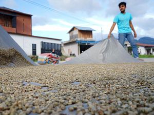 Melihat Penjemuran Kopi Gayo di Tengah Turunnya Harga