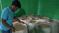 Harga biji kopi basah turun dari Rp 16 ribu/kg menjadi Rp 14 ribu/kg, biji kopi mentah (green bean) turun dari Rp 105 ribu/kg menjadi Rp 98 ribu/kg, dan gabah kopi turun dari Rp 53 ribu/kg menjadi Rp 49 ribu/kg. 