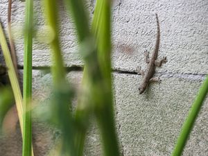 10 Cara Mengusir Cicak dari Rumah yang Ampuh, Tanpa Menyentuh dan Menyakiti