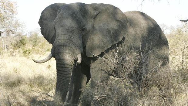 Ilustrasi Gajah di Afrika Selatan Elephant, Singita Private Safari Lodge, Boulders Lodge, Sabi Sands, Sabi Sabi, Greater Kruger National Park, Mpumalanga, South Africa, Africa (Photo by Hoberman Collection/Universal Images Group via Getty Images)