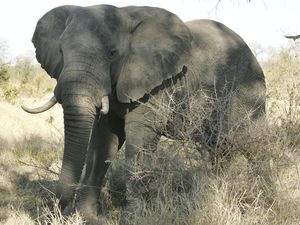 Kereta Api Berhenti 2 Jam Demi Gajah yang Melahirkan