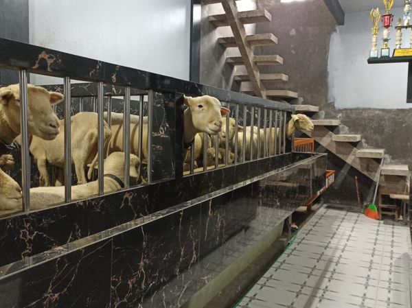 Nggak Nyangka Luarnya Rumah Manusia, Ternyata Dalemnya Kandang Domba Mewah