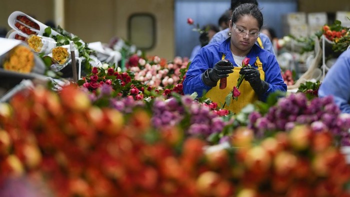 Pasok Hari Valentine, Bisnis Mawar Kolombia Tembus Pasar Dunia Workers pack roses to be shipped to the U.S. ahead of Valentine's Day, the biggest holiday of the year for fresh-cut flower sales at the Mongibello flower company in Chia, north of Bogota, Colombia, Wednesday, Jan. 31, 2024. (AP Photo/Fernando Vergara)