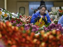 Pasok Hari Valentine, Bisnis Mawar Kolombia Tembus Pasar Dunia