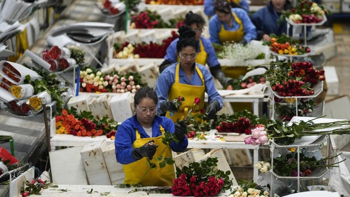 Pasok Hari Valentine, Bisnis Mawar Kolombia Tembus Pasar Dunia Workers pack roses to be shipped to the U.S. ahead of Valentine's Day, the biggest holiday of the year for fresh-cut flower sales at the Mongibello flower company in Chia, north of Bogota, Colombia, Wednesday, Jan. 31, 2024. (AP Photo/Fernando Vergara)