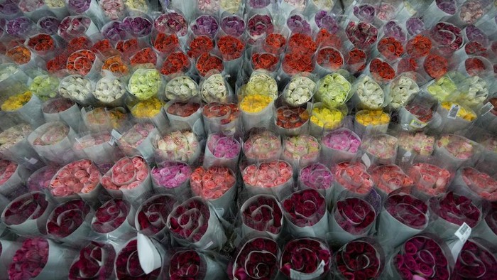 Pasok Hari Valentine, Bisnis Mawar Kolombia Tembus Pasar Dunia Workers pack roses to be shipped to the U.S. ahead of Valentine's Day, the biggest holiday of the year for fresh-cut flower sales at the Mongibello flower company in Chia, north of Bogota, Colombia, Wednesday, Jan. 31, 2024. (AP Photo/Fernando Vergara)
