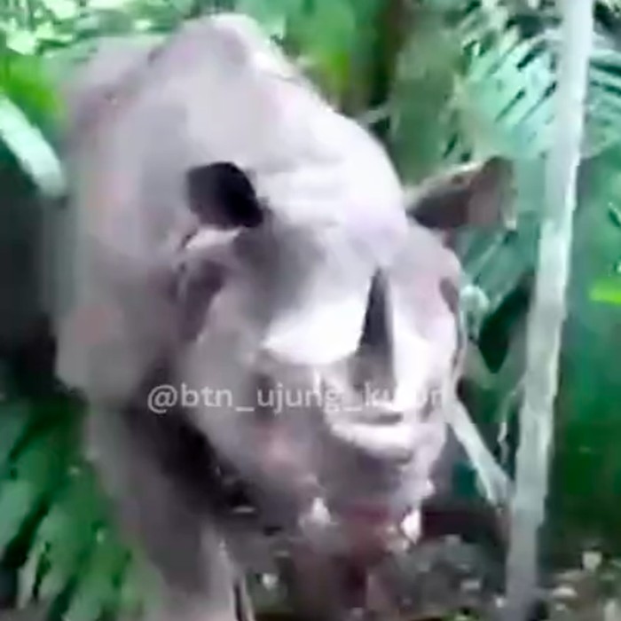 Petugas Balai Taman Nasional Ujung Kulon (TNUK) mengalami momen langka dan menegangkan saat berpapasan dengan badak jawa dewasa di Semenanjung Ujung Kulon. (dok BTN Ujung Kulon)