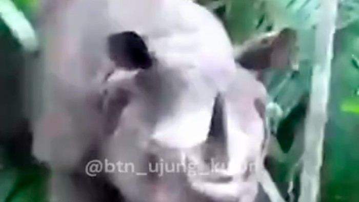 Petugas Balai Taman Nasional Ujung Kulon (TNUK) mengalami momen langka dan menegangkan saat berpapasan dengan badak jawa dewasa di Semenanjung Ujung Kulon. (dok BTN Ujung Kulon)
