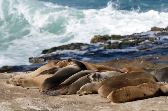 Sekelompok singa laut di dekat Point La Jolla, San Diego