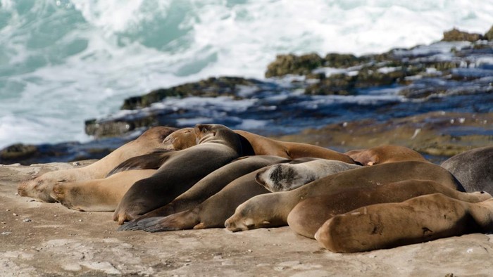 Sekelompok singa laut di dekat Point La Jolla, San Diego