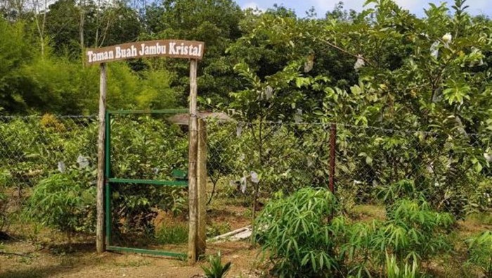 Taman Bunga Lembah Kuning Agrowisata
