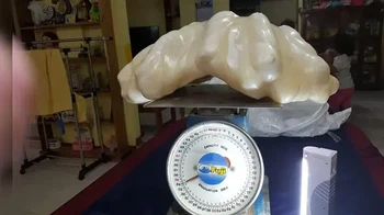 Seorang nelayan di Filipina menemukan mutiara seberat 34 kg di Pulau Palawan. Diperkiraan nilai USD 100 juta atau sekitar Rp 1,5 triliun. Karena tidak tahu nilainya, dia menyimpan mutiara itu di bawah tempat tidurnya selama 10 tahun sebagai jimat keberuntungan. Foto: Unbelivable Facts