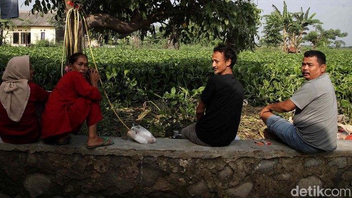 Waduh! Eceng Gondok 'Jajah' Sungai di Muara Bakti Bekasi Eceng gondok memenuhi sungai di Desa Muara Bakti, Kabupaten Bekasi, Jawa Barat. Padahal aliran sungai ini dipakai warga untuk MCK.