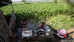 Waduh! Eceng Gondok Jajah Sungai di Muara Bakti Bekasi