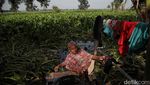 Waduh! Eceng Gondok Jajah Sungai di Muara Bakti Bekasi