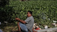 Eceng gondok membentang di permukaan sungai sepanjang 1 km.