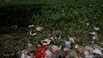 Waduh! Eceng Gondok Jajah Sungai di Muara Bakti Bekasi