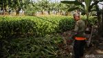 Waduh! Eceng Gondok Jajah Sungai di Muara Bakti Bekasi