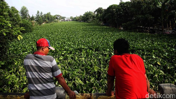 Waduh! Eceng Gondok 'Jajah' Sungai di Muara Bakti Bekasi Eceng gondok memenuhi sungai di Desa Muara Bakti, Kabupaten Bekasi, Jawa Barat. Padahal aliran sungai ini dipakai warga untuk MCK.