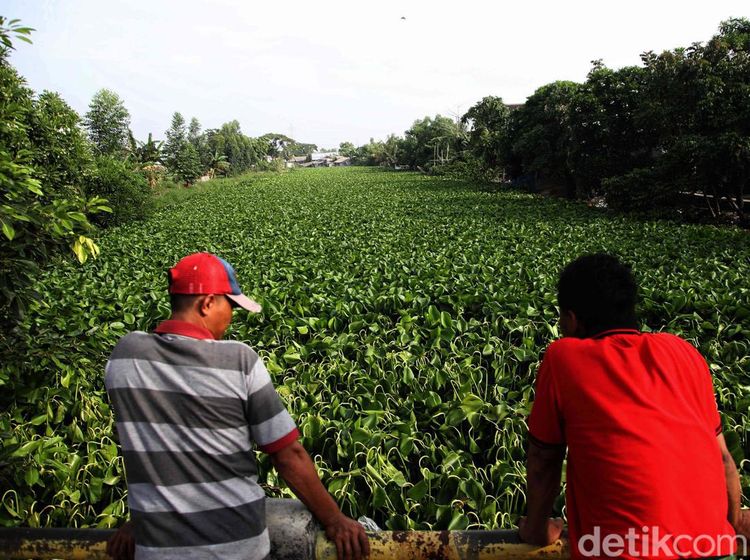 Waduh! Eceng Gondok Jajah Sungai di Muara Bakti Bekasi