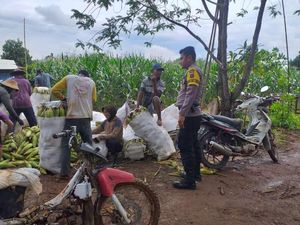 Bripka Imam Kembangkan Bio Urine Sapi Dongkrak Hasil Tani di Tanah Laut