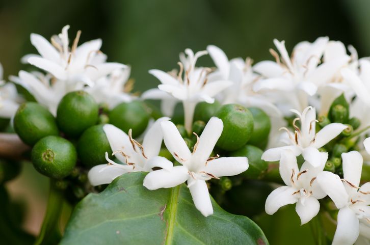 bunga kopi