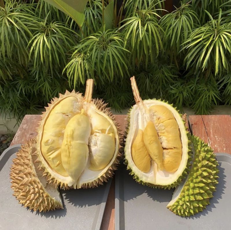 durian