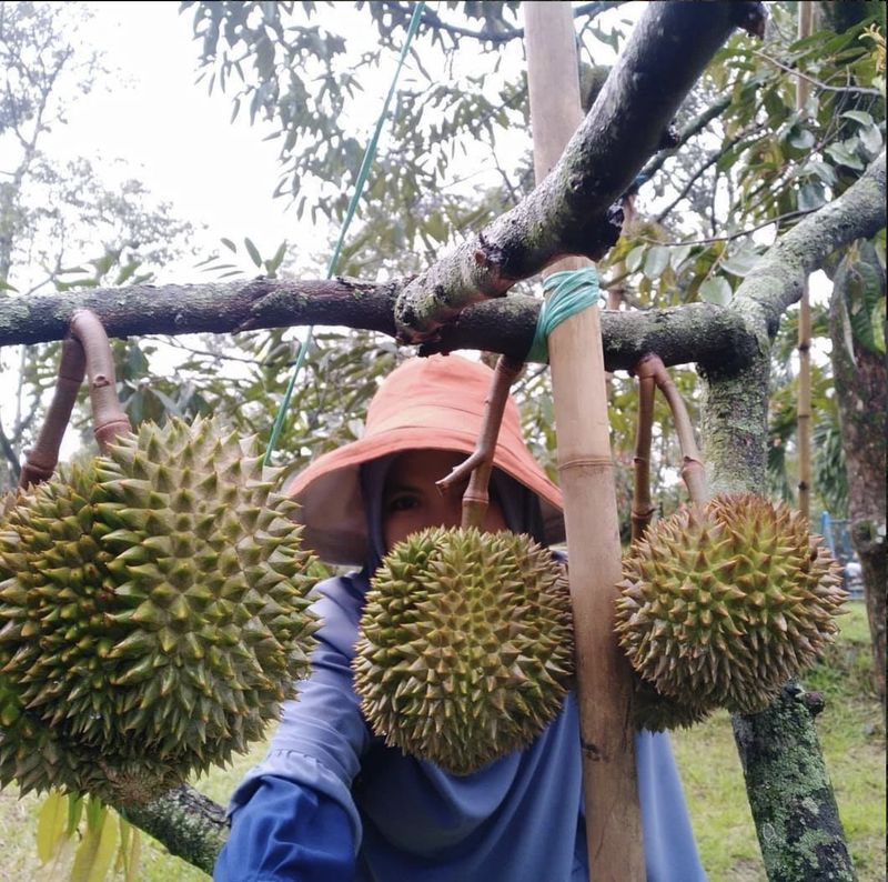 durian