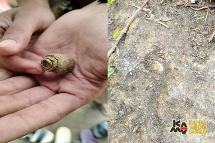 Fosil Gastropoda dan Pelecypoda hasil penemuan mahasiswa KKN Unpad
