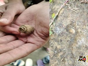Niat Cari Durian, Mahasiswa Unpad Malah Temukan Fosil Gastropoda & Pelecypoda saat KKN