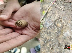 Niat Cari Durian, Mahasiswa Unpad Malah Temukan Fosil Gastropoda & Pelecypoda saat KKN