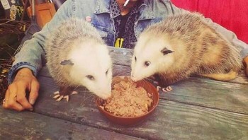 Berbagi makan dengan hewan. Foto: Bored Panda