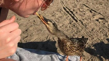 Berbagi makanan langsung dari mulut. Foto: Bored Panda