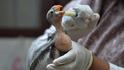Melihat Perawatan Burung Endemik Pulau Enggano