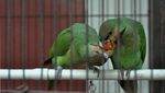 Melihat Perawatan Burung Endemik Pulau Enggano