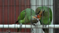 Burung-burung tersebut akan direhabilitasi sebelum dilepas liarkan kembali ke habitatnya.  