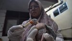 Melihat Perawatan Burung Endemik Pulau Enggano