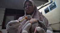 Petugas memberi makan anak burung Betet ekor panjang (Psittacula Longicauda Enganensis) endemik pulau Enggano di kandang transit Balai Konservasi Sumber Daya Alam (BKSDA) Bengkulu, Kota Bengkulu, Kamis (1/2/2024).