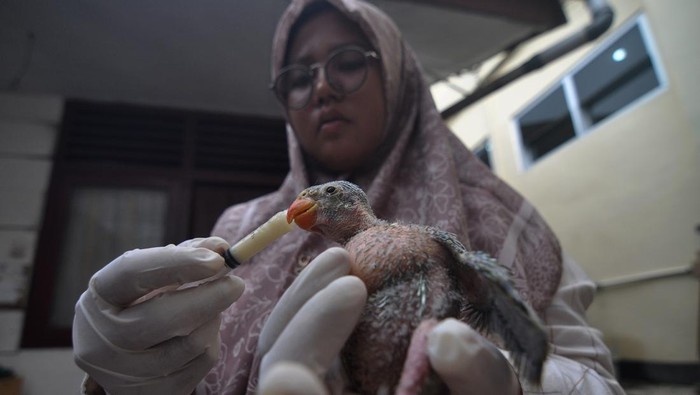 Petugas memberi makan anak burung Betet ekor panjang (Psittacula Longicauda Enganensis) endemik pulau Enggano di kandang transit Balai Konservasi Sumber Daya Alam (BKSDA) Bengkulu, Kota Bengkulu, Kamis (1/2/2024). Sebanyak tiga ekor burung endemik pulau Enggano yang merupakan hasil sitaan Balai Karantina Hewan, Ikan dan Tumbuhan (BHKIT) Bengkulu dari penumpang KMP.Pulo Tello di Pelabuhan Baai tersebut akan direhabilitasi sebelum dilepas liarkan kembali ke habitatnya. ANTARA FOTO/Muhammad Izfaldi/foc.