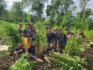 Penggerebekan Ladang Ganja Seluas 2 Hektare di Empat Lawang Sumsel