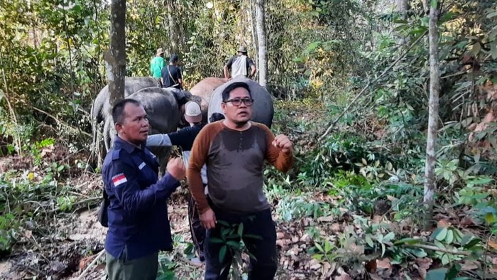 Proses evakuasi gajah liar yang masuk ke perkampungan warga di Pelalawan, oleh Balai BKSDA Riau (Dok Balai BKSDA Riau)