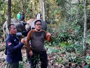 2 Gajah Liar yang Masuk Perkampungan Pelalawan, Langsung Dievakuasi