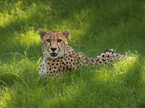 Apa Perbedaan Binatang, Hewan, Fauna, dan Satwa? Penjelasan dan Contohnya