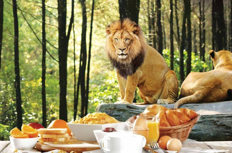 Siapa Berani? Di Sini Bisa Sarapan Ditemani Macan hingga Singa Buas